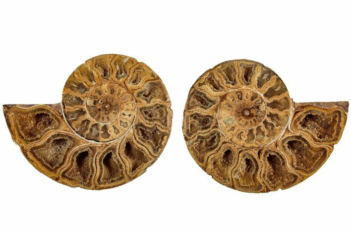 Jurassic Cut & Polished Ammonite Fossil (Pair)- Madagascar #215976